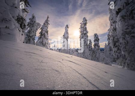 Vue des arbres enneigés s'élèvent majestueusement sous un ciel serein, leurs branches blanches contrastant avec la lumière douce du soleil, Coldfoot, Alaska, United Sta Banque D'Images