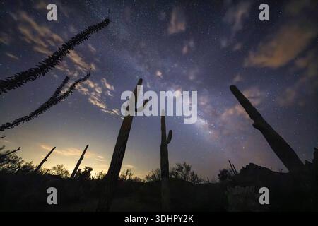 Vue de cactus épineux atteignant le vaste ciel étoilé, une rivière céleste qui coule au-dessus du paysage aride, Phoenix, Arizona, États-Unis. Banque D'Images