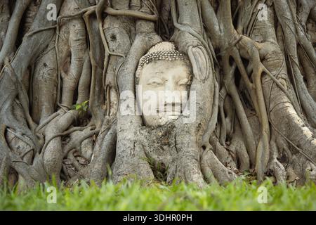 C'est une tête de Boudda en pierre piégée dans les racines de l'arbre Ayudthaya Banque D'Images