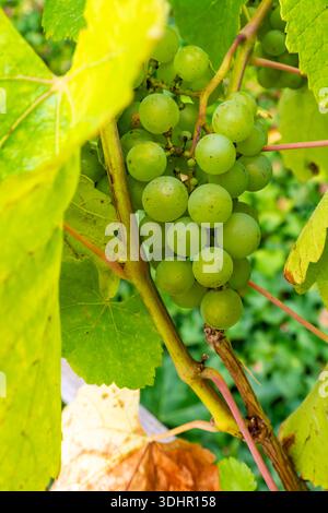 Une vue rapprochée d'un groupe de raisins verts non mûrs nichés parmi des feuilles lumineuses et ensoleillées sur une vigne. Les raisins montrent des taches naturelles et des gr précoces Banque D'Images