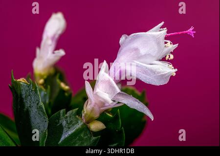 Fleurs de cactus de Noël roses et blanches sur fond rose magenta Banque D'Images