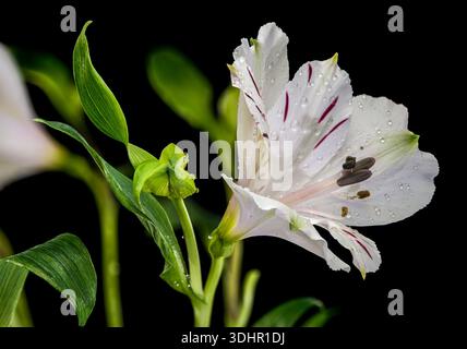 Fleurs blanches Alstroemeria avec des stries violettes sur fond noir Banque D'Images
