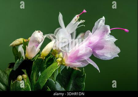 Gros plan de cactus de Noël blanc fleuri sur fond vert Banque D'Images