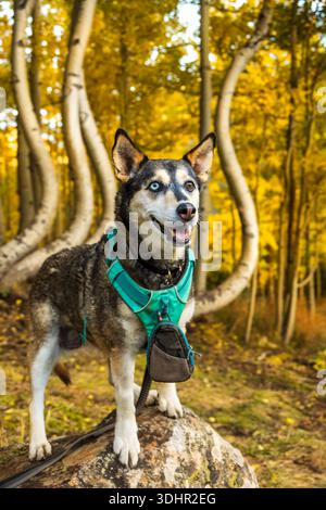 Découvrez Husky avec des yeux uniques dans Golden Aspens Banque D'Images