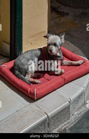 Un petit chien terrier-mix se détend sur un confortable coussin rouge à l'extérieur d'un magasin dans les rues historiques de Corfou, en Grèce, profitant du soleil méditerranéen. Banque D'Images