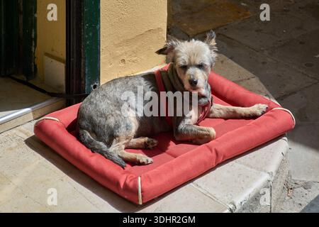 Petit chien reposant sur le lit rouge dans les rues ensoleillées de la vieille ville de Corfou, Grèce. Une charmante scène urbaine d'un terrier mignon mélange de détente en plein air. Banque D'Images