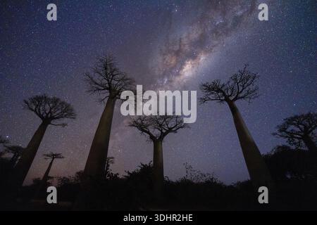 Vue de majestueux baobabs silhouettés contre un ciel nocturne à couper le souffle, parsemé d'étoiles avec la voie lactée qui s'étend au-dessus, RN8, Menabe, Madagascar. Banque D'Images