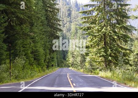 Une route forestière tranquille dans le parc national de Mount Rainier, entourée de hauts conifères et de verdure estivale lumineuse, capturant un paisible nord du Pacifique Banque D'Images