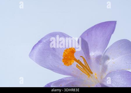 Gros plan d'un crocus lilas sur un fond blanc. Concept de ressort. flou et mise au point sélective, premier plan flou. Banque D'Images