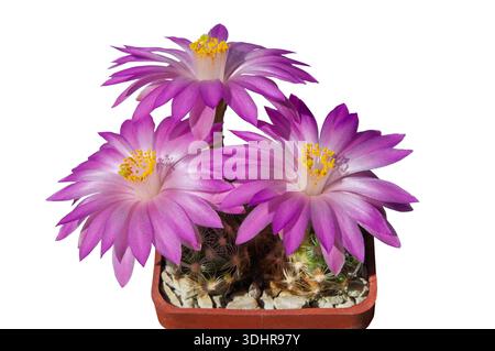 Cactus Mammillaria roczekii aux fleurs violettes délicates et aux étamines jaunes, fleurissant dans un petit pot brun sur fond blanc. Isolé Banque D'Images