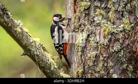 Grand pic tacheté (Dendrocopos major) accroché à l'écorce d'arbre couverte de mousse dans l'habitat forestier naturel. Grand oiseau de pic tacheté sur un arbre de toilette Banque D'Images
