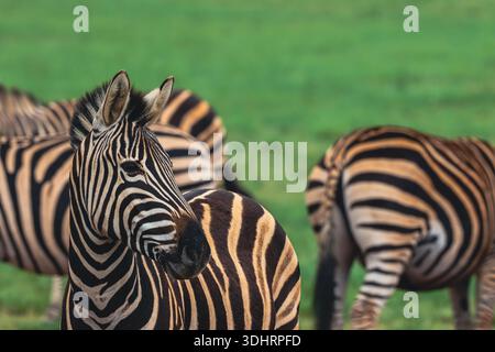 Vue sur les zèbres aux rayures noires et blanches saisissantes paissent sereinement sur les plaines verdoyantes, une scène intemporelle de la faune africaine, Welgevonden Game R. Banque D'Images