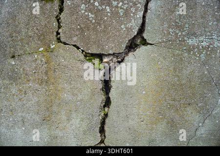 Fissure verticale dans le mur de béton altéré avec lichen. Gros plan, pas de gens Banque D'Images