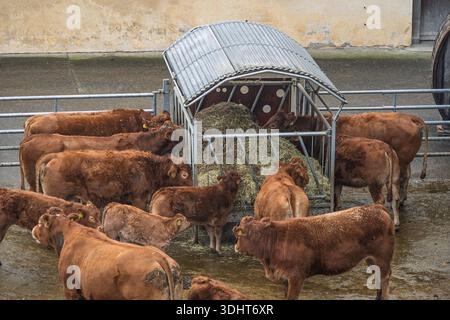 Bovins de boucherie du Limousin dans un enclos de ferme debout à côté d'une mangeoire de foin. Vue de dessus, jour d'hiver couvert, personne Banque D'Images
