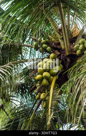 Noix de coco sur palmier vue d'en bas dans un cadre tropical Banque D'Images