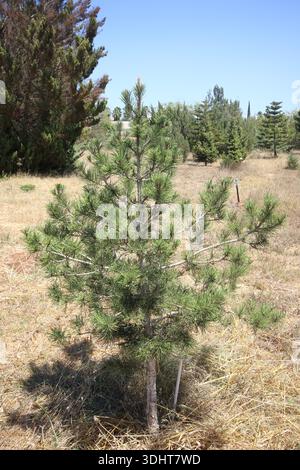 Pinus nigra subsp. arbre pallasiana dans un parc Banque D'Images