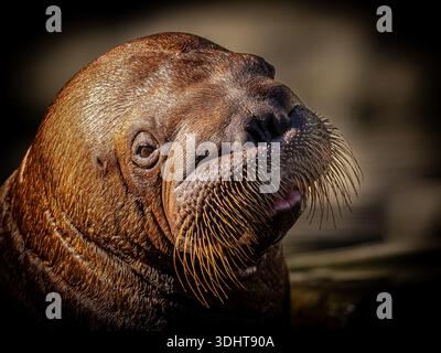 Ce morse social et junior languit dans une piscine et tourne la tête vers moi alors que je me déplace vers le point le plus proche du morse, dans un zoo. 10/2014 Banque D'Images