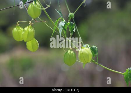 Cardiospermum halicacabum, connu sous le nom de la vigne de ballon inférieur, plante de ballon ou amour dans une bouffée, est une plante grimpante Banque D'Images