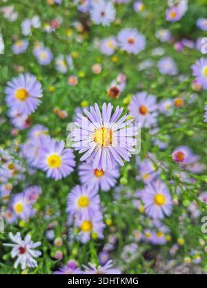 Gros plan d'un amas dense de fleurs d'Aster amellus pourpre pâle (Marguerite de Michaelmas européenne) avec des centres jaune vif. Les fleurs sont entourées Banque D'Images