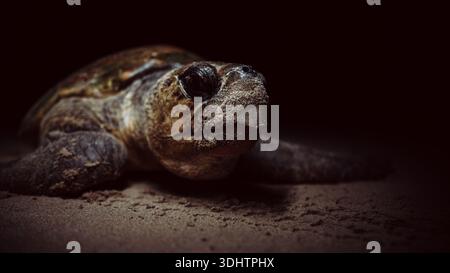 Vue d'une tortue de mer reposant sur le sol sablonneux, sa peau texturée contrastant avec le sable lisse, une rencontre rapprochée avec la nature, Ponta do Ouro, Mo Banque D'Images