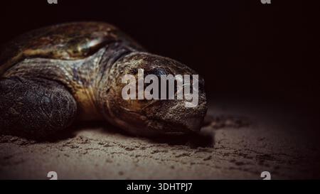 Vue d'une tortue de mer majestueuse, sa coquille texturée brillante doucement sur le sable, une rencontre paisible dans l'obscurité côtière, Ponta do Ouro, Mozam Banque D'Images