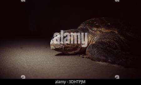 Vue d'une tortue de mer solennelle reposant sur la côte sablonneuse, sa coquille altérée témoigne du temps, à Ponta do Ouro, province de Maputo, Mozambique. Banque D'Images