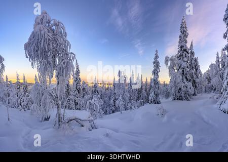 Vue sur un paradis hivernal serein où les arbres chargés de neige se taisent sous un ciel pastel, créant une scène à couper le souffle de la beauté arctique, Laponie, Fi Banque D'Images