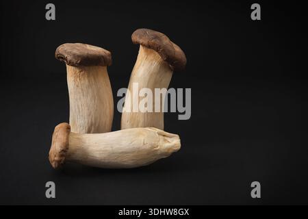 Huîtres royales fraîches, Pleurotus eryngii, isolées sur fond noir. Ingrédient gastronomique haut de gamme pour une cuisine saine, végétalienne et asiatique. Banque D'Images