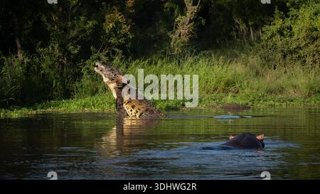 Crocodile, Crocodylus niloticus, adulte et Hippopotamus. Grand crocodile levant la tête hors de l'eau avec un tueur, avec un hippopotame dans l'eau à proximité Banque D'Images