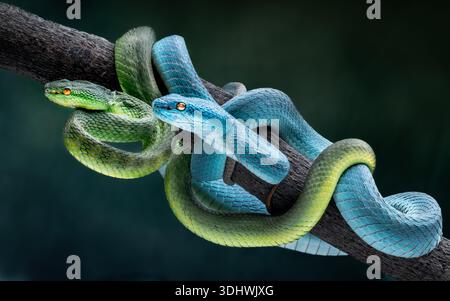 Vue de deux serpents vibrants, un vert et un bleu, entrelacés sur une branche, leurs écailles scintillant dans la lumière, Batam, Batam, Indonésie. Banque D'Images