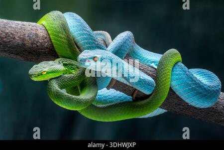 Vue de serpents vert émeraude et bleu vif entrelacés sur une branche, écailles chatoyantes sur un fond sombre, Batam, Batam, Indonésie. Banque D'Images