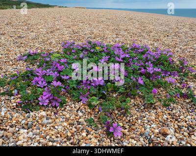 Mauve commune Malva sylvestris poussant sur galets, Chesil Beach, West Bexington, Dorset, Angleterre, Royaume-Uni, juillet 2021 Banque D'Images