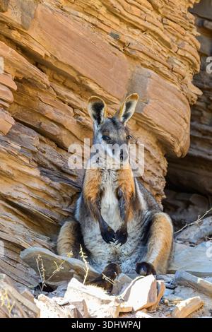 Un wallaby rocheux à pieds jaunes (Petrogale xanthopus) assis dans la chaîne des Flinders, Australie méridionale. Banque D'Images