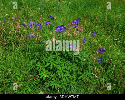 Meadow Cranebill Geranium pratense dans une prairie de fleurs sauvages près de Muker, Yorkshire Dales National Park, Angleterre, Royaume-Uni, juillet 2023 Banque D'Images