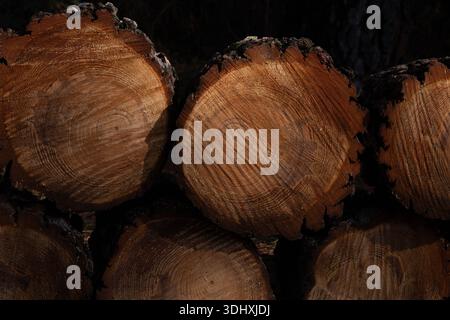 Bûches de pin coupées et empilées prêtes à être brûlées, mettant en évidence l'utilisation de sous-produits forestiers provenant des opérations de prévention des incendies comme ressource énergétique. Banque D'Images