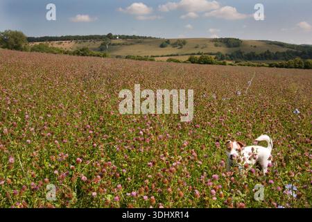 Jack Russell Parsons Terrier debout dans des pâturages gérés organiquement créés pour la faune et la biodiversité, Turville, Chilterns, Buckinghamshire, Engl Banque D'Images