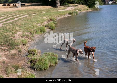 Trois chiens pagayant dans la Tamise, Cookham, près de High Wycombe, Buckinghamshire, Angleterre Banque D'Images