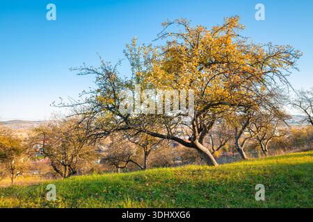 Verger d'automne ensoleillé sur une colline vallonnée en Transylvanie, Roumanie Banque D'Images