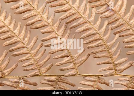 Macro gros plan d'une seule fronde de fougère brune en décomposition automnale, mettant en valeur des structures linéaires graphiques, des textures organiques et des tons bruns monochromatiques. Banque D'Images