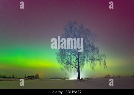 Lumières nordiques vibrantes illuminant le ciel nocturne au-dessus d'un bouleau solitaire debout dans un paysage hivernal enneigé, créant un calme et magique Banque D'Images