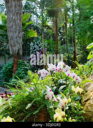 Le spectacle d'orchidées au jardin botanique de Nanjing Banque D'Images