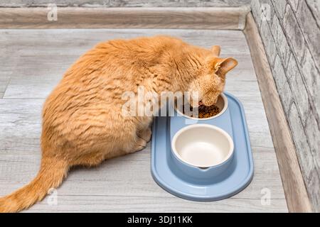Un chat au gingembre mange de la nourriture sèche dans un bol. le chat mange de la nourriture Banque D'Images