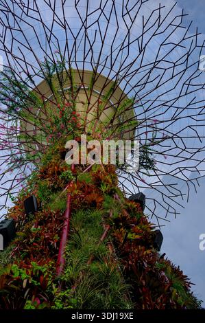 Un gros plan d'un super arbre à Gardens by the Bay Singapore Asia, une structure vivante couverte de plantes aidant l'environnement et un point de repère local. Banque D'Images