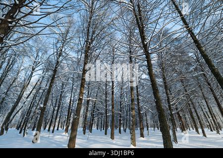 sol forestier enneigé sous ciel dégagé avec de grands arbres dispersés qui reculent dans la distance, couverture de poudre douce, solitude tranquille et lumière hivernale croustillante, id Banque D'Images