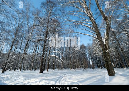 dégagements ensoleillés avec des empreintes dispersées dans la neige profonde, espace ouvert parsemé de silhouettes de bouleau, soleil chaud et faible projetant de longues ombres douces sur wh net Banque D'Images