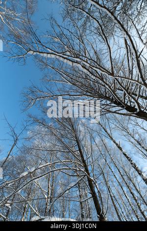 ciel bleu vif au-dessus de la cime des arbres givrée, vue verticale vers le haut de grands bouleaux avec des motifs de branches complexes, cristaux de glace étincelants et vive lueur froide Banque D'Images