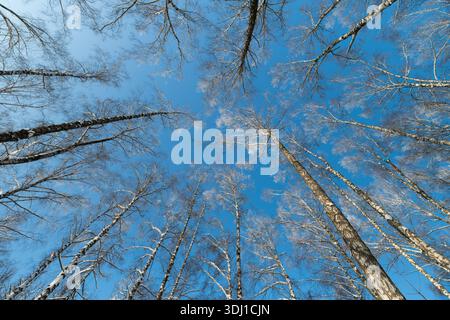 Canopée de bouleau ensoleillée avec de la neige étincelante. De longues ombres se projettent sur la neige fraîche, une lumière chaude créant un contraste éclatant avec le ciel bleu, invitant à l'extérieur Banque D'Images