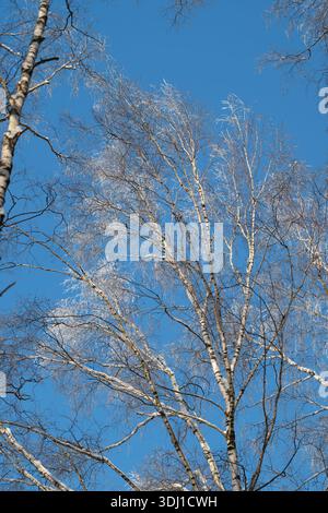 Scène paisible dans les arbres, bois apaisant avec des écorces minces et une atmosphère sereine, scène relaxante avec des troncs de bouleau délicats sur des bleus paisibles Banque D'Images