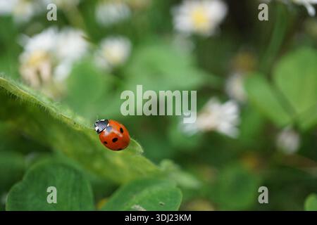 Coccinelle sur une feuille Banque D'Images
