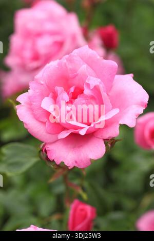 Roses. Rosa Armada, rose arbuste rose foncé également appelé Rosa 'Harused' en pleine floraison en été. ROYAUME-UNI Banque D'Images